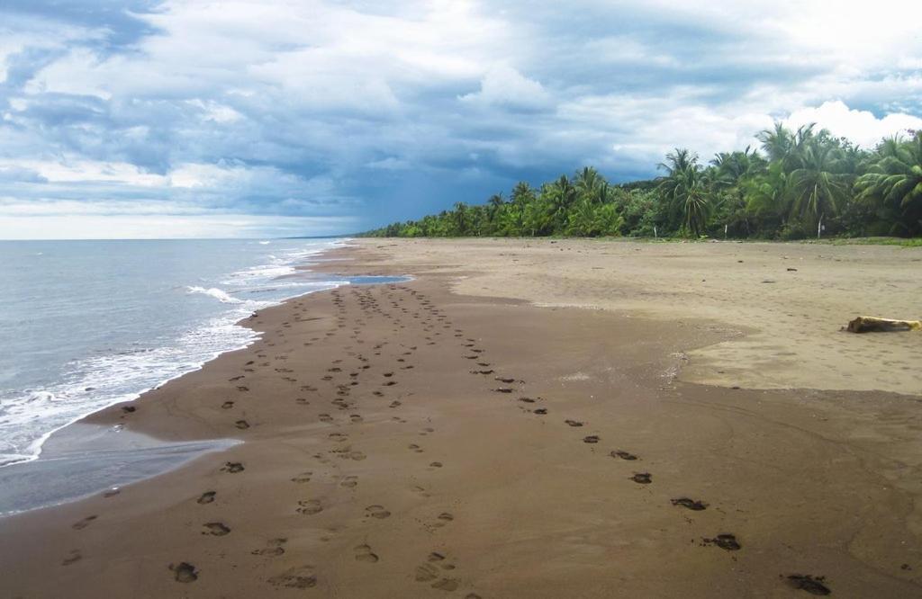 Caribbean View Apartment Tortuguero Exterior foto